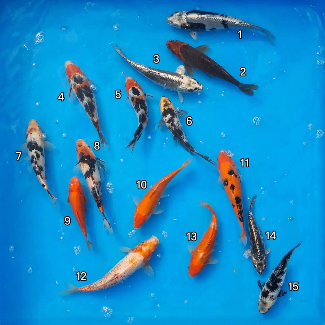 kawarigoi 17-22cm prodaja koi srbija