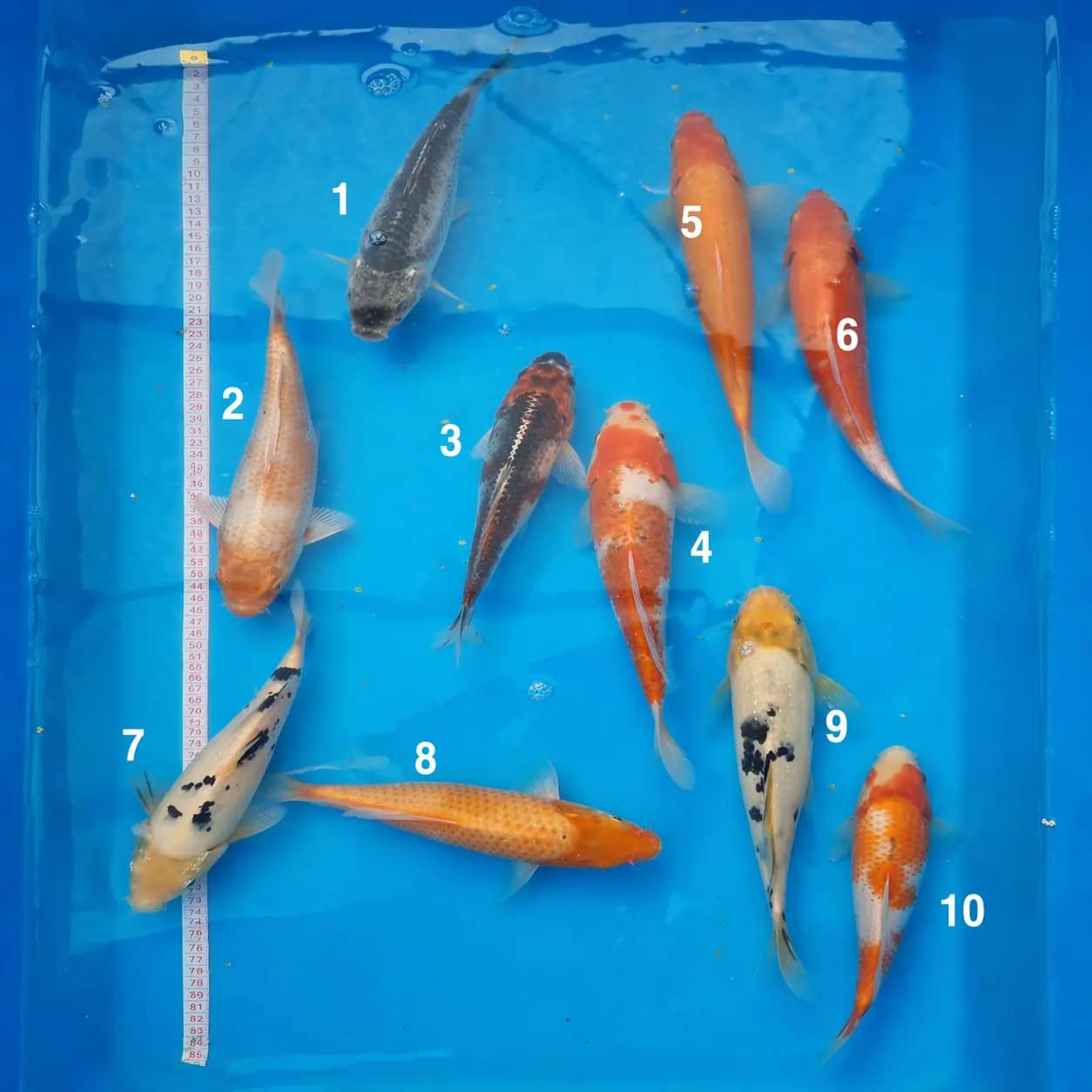 kawarigoi 25-27cm prodaja koi srbija