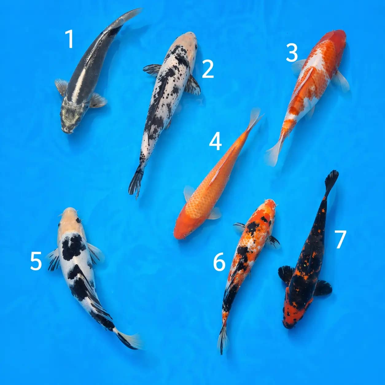 kawarigoi 28-33cm prodaja koi srbija
