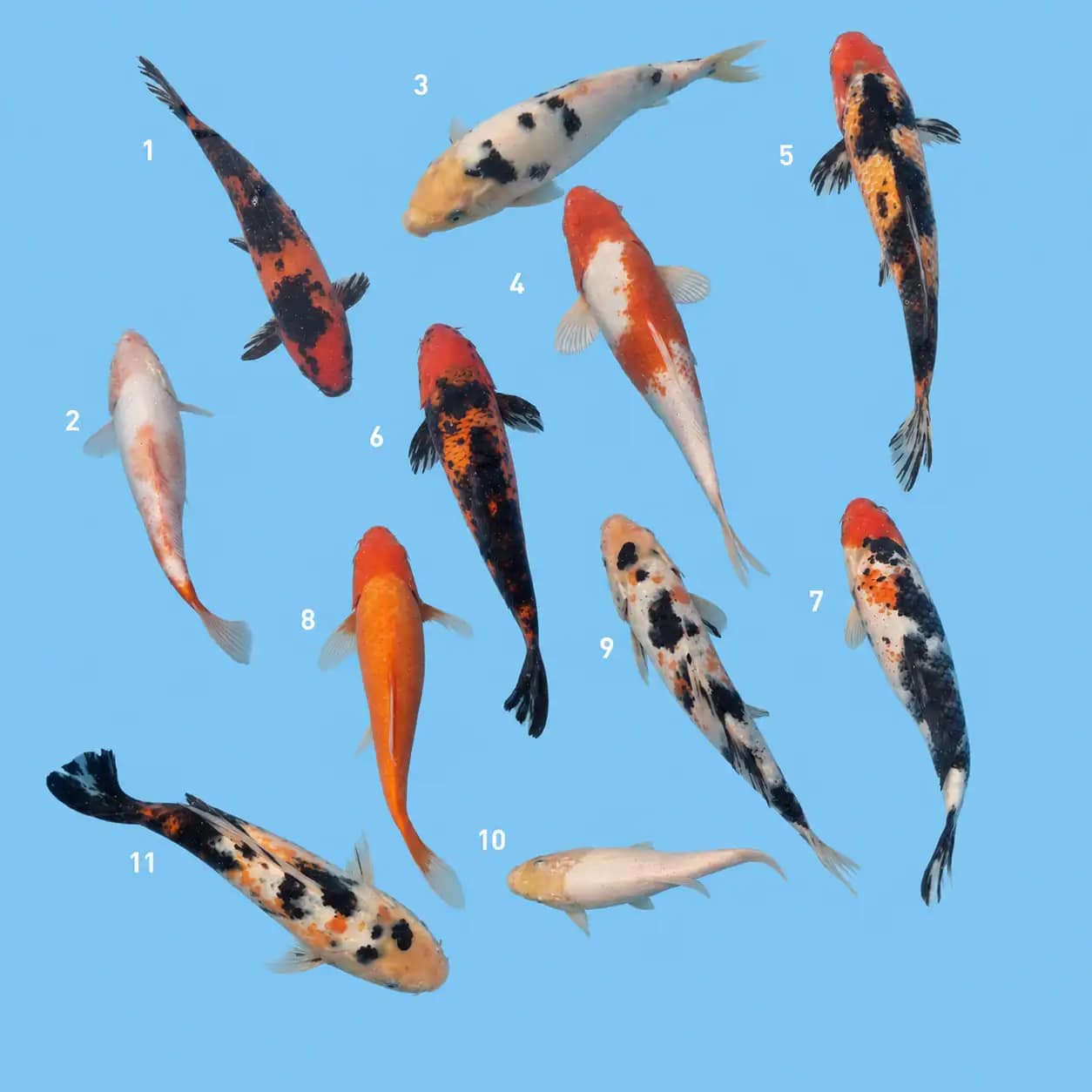 Kawarigoi koi 20-36cm KFT-26-156 – koi prodaja Srbija | Koifarm Tasić