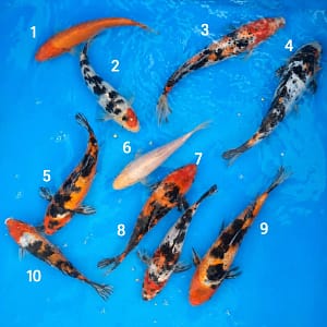 kawarigoi 20-28cm prodaja koi srbija