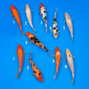 kawarigoi 27-34cm prodaja koi srbija