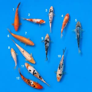 kawarigoi 15-23cm prodaja koi srbija