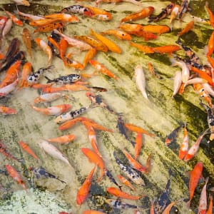 kawarigoi 20-25cm prodaja koi srbija