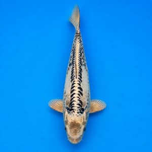 kawarigoi 39cm prodaja koi srbija