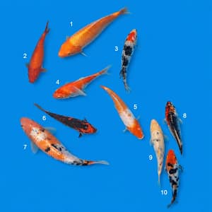 Kawarigoi koi 20-30cm prodaja koi riba Srbija KFT-26-158