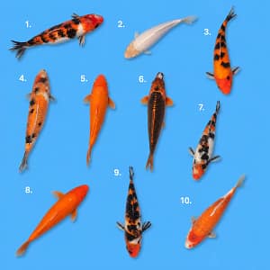 Kawarigoi koi 24-31cm KFT-26-157
