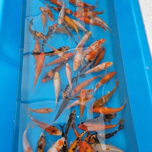 koi ribe 12-17cm prodaja Srbija