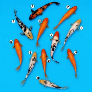 koi ribe 20-30cm prodaja izbor po broju