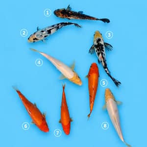 kawarigoi 18-24cm prodaja koi srbija