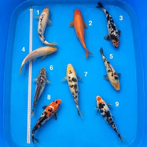 kawarigoi 25-29cm prodaja koi riba srbija