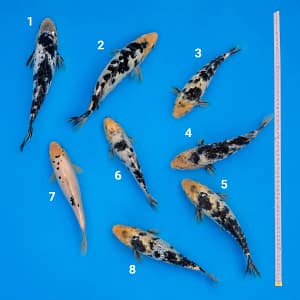 kawarigoi 20-28cm prodaja koi srbija