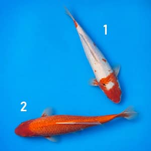 kawarigoi 38cm prodaja koi srbija