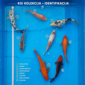 koi kolekcija 20-24cm prodaja srbija