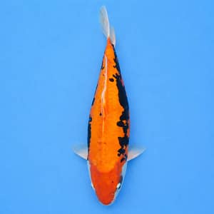 kawarigoi 45cm zenka koi riba prodaja srbija narandzasto crna
