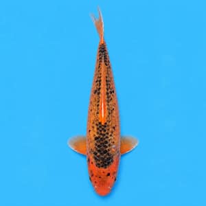 kawarigoi koi matsuba leopard pattern 39cm koifarm tasic