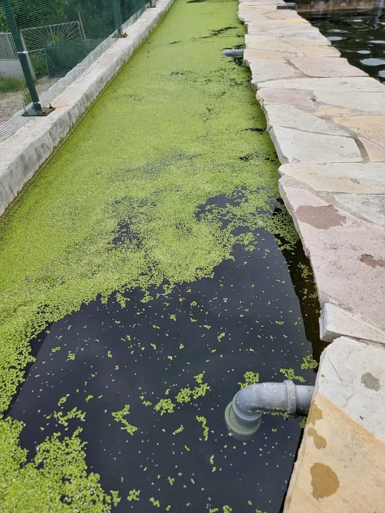 Površinska filtracija bazena za mlađ koi riba bez bottom drain usisa