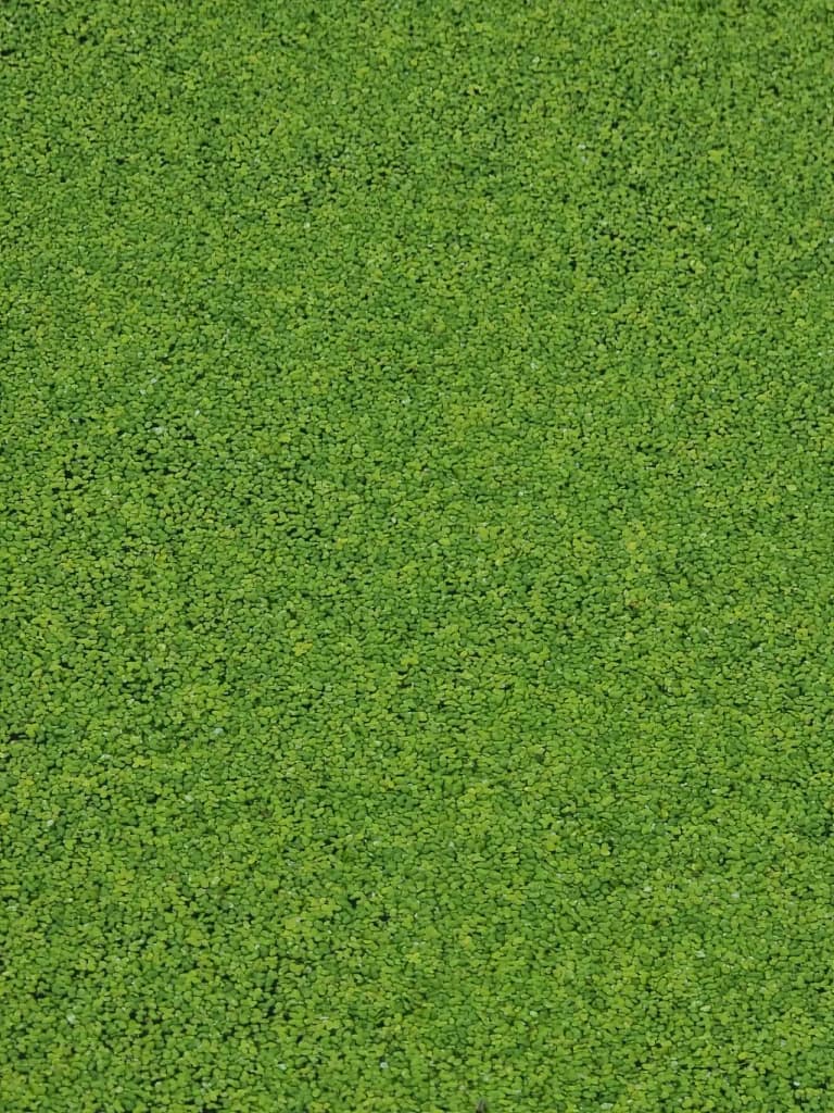 Površina koi bazena prekrivena duckweed travom i prirodnim planktonom