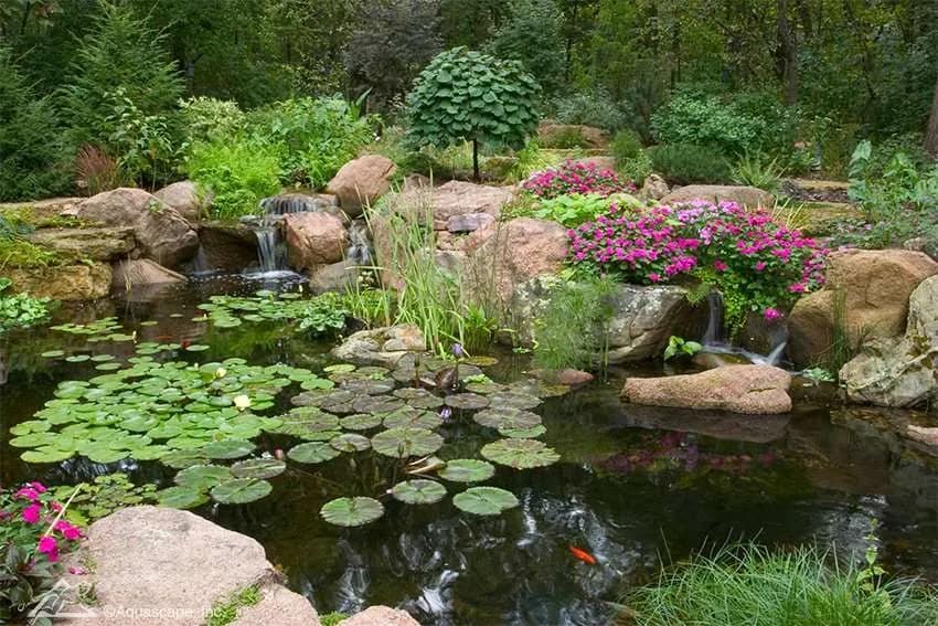 Koi Farm Tasić – prodaja koi Srbija i uzgoj koi šarana Koi Farm Tasić – prodaja koi riba Srbija, kvalitetni koi šarani u prirodnom ribnjaku